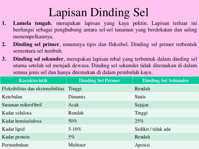 Dinding Sel