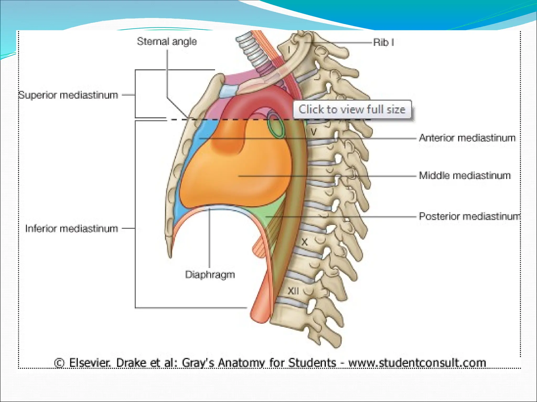 dinding thorax DAN MEDIASTINUM JELAS.pptx