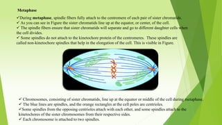 Metaphase
During metaphase, spindle fibers fully attach to the centromere of each pair of sister chromatids.
 As you can see in Figure the sister chromatids line up at the equator, or center, of the cell.
 The spindle fibers ensure that sister chromatids will separate and go to different daughter cells when
the cell divides.
 Some spindles do not attach to the kinetochore protein of the centromeres. These spindles are
called non-kinetochore spindles that help in the elongation of the cell. This is visible in Figure.
 Chromosomes, consisting of sister chromatids, line up at the equator or middle of the cell during metaphase.
 The blue lines are spindles, and the orange rectangles at the cell poles are centrioles.
Some spindles from the opposing centrioles attach with each other, and some spindles attach to the
kinetochores of the sister chromosomes from their respective sides.
 Each chromosome is attached to two spindles.
 