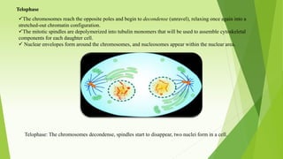 Telophase
The chromosomes reach the opposite poles and begin to decondense (unravel), relaxing once again into a
stretched-out chromatin configuration.
The mitotic spindles are depolymerized into tubulin monomers that will be used to assemble cytoskeletal
components for each daughter cell.
 Nuclear envelopes form around the chromosomes, and nucleosomes appear within the nuclear area.
Telophase: The chromosomes decondense, spindles start to disappear, two nuclei form in a cell.
 