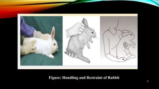 Figure: Handling and Restraint of Rabbit
9
 
