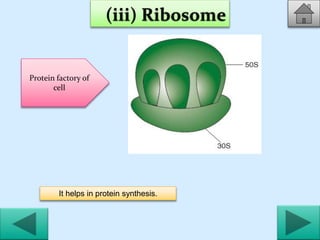 Protein Factory Cell Cell -Structure and functions | PPTX