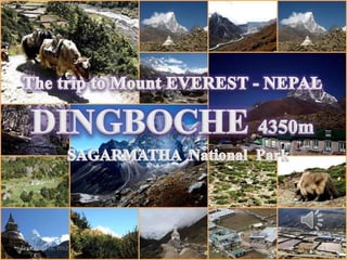 Dingboche 4350m -NEPAL




September 16, 2012                            1
 