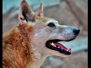 Dingo
