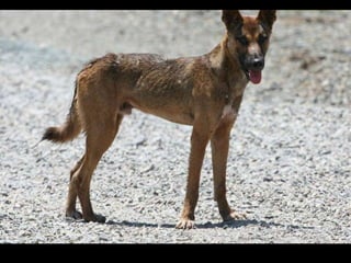 Dingo