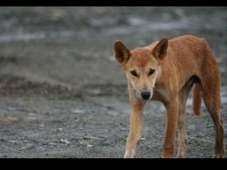 Dingo