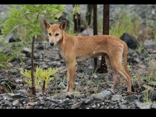 Dingo