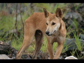 Dingo