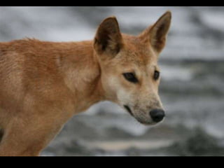 Dingo