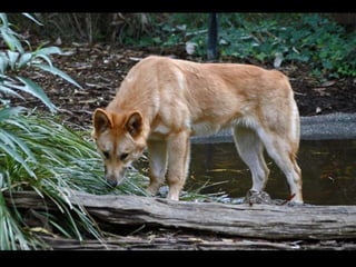 Dingo