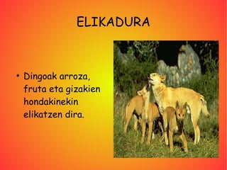 ELIKADURA



●
    Dingoak arroza,
    fruta eta gizakien
    hondakinekin
    elikatzen dira.
 