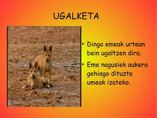 UGALKETA

    ●
        Dingo emeak urtean
        bein ugaltzen dira.
    ●
        Eme nagusiek aukera
        gehiago dituzte
        umeak izateko.
 