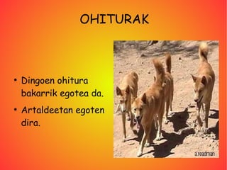 OHITURAK



●
    Dingoen ohitura
    bakarrik egotea da.
●
    Artaldeetan egoten
    dira.
 