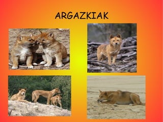 ARGAZKIAK
 