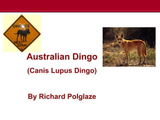 Australian Dingo
(Canis Lupus Dingo)
By Richard Polglaze
 