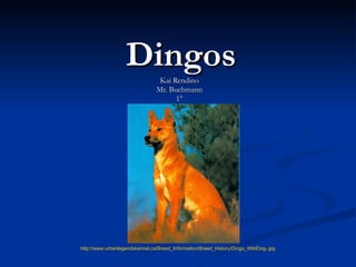 Dingos  Kai Rendino Mr. Buchmann 1 ° http://www.urbanlegendskennel.ca/Breed_Information/Breed_History/Dingo_WildDog-.jpg 