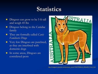 Dingoes hamsters sales