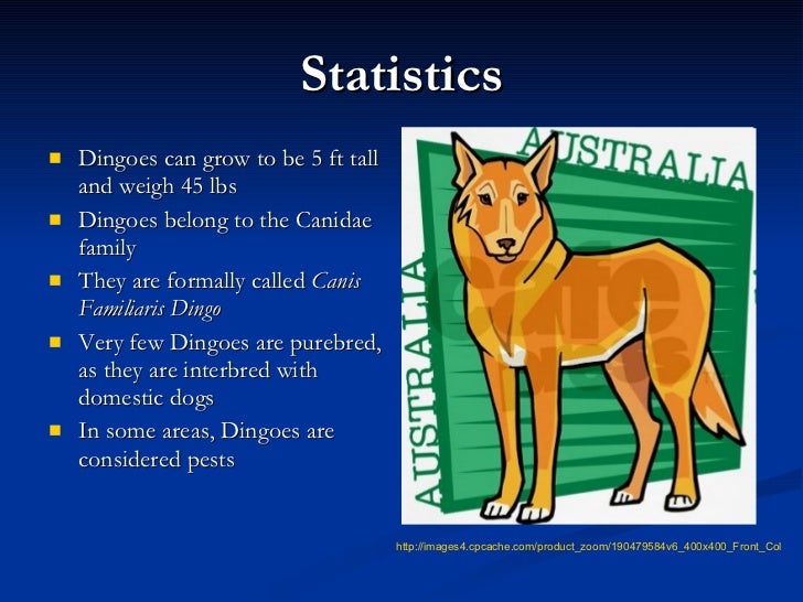 Dingos By Kai Rendino dingo-facts-for-kids-where-do-dingoes-live-dk-find-out