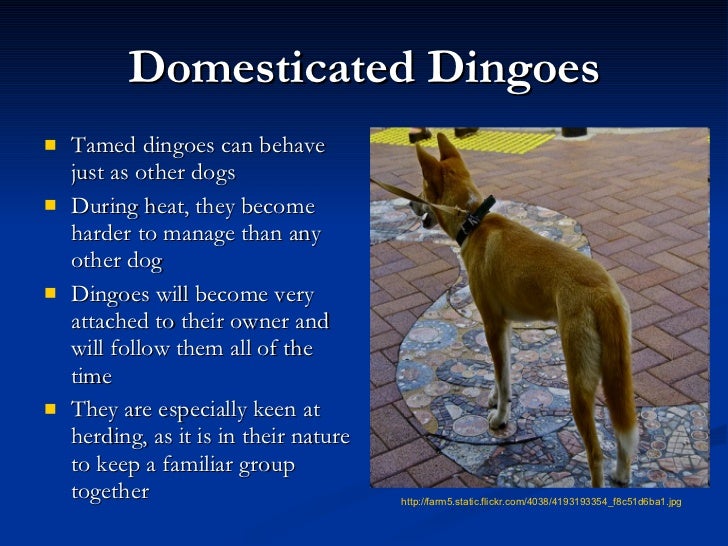 Dingos by kai rendino