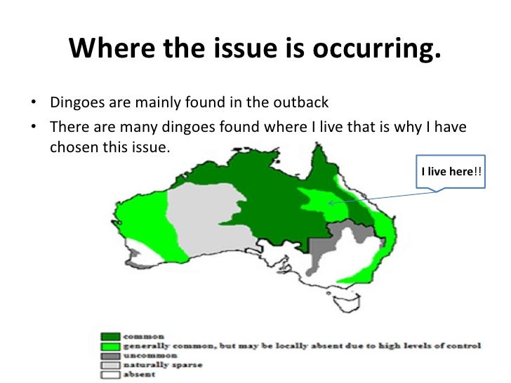 Dingo’s in the wild!