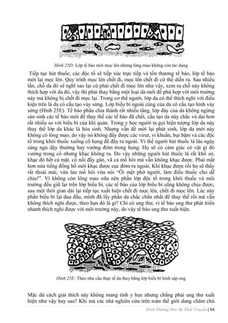 Dinh Dưỡng Học Bị Thất Truyền | 84
Hình 25D: Lớp tế bào mới mọc lên nhƣng lông mao không còn tác dụng
Tiếp tục hút thuốc, các độc tố sẽ tiếp xúc trực tiếp và tổn thƣơng tế bào, lớp tế bào
mới lại mọc lên. Quy trình mọc lên chết đi, mọc lên chết đi cứ thế diễn ra. Sau nhiều
lần, chỗ da đó sẽ nghĩ sao lại cứ phải chết đi mọc lên nhƣ vậy, xem ra chỗ này không
thích hợp với da đó, vậy thì phải thay bằng một loại da mới để phù hợp với môi trƣờng
này mà không bị chết đi mọc lại. Trong cơ thể ngƣời, lớp da có thể thích nghi với điều
kiện trên là da có cấu tạo vảy sừng. Lớp biểu bì ngoài cùng của da có cấu tạo hình vảy
sừng (Hình 25E). Tế bào phân chia thành rất nhiều tầng, lởp đáy của da không ngừng
sản sinh các tế bào mới để thay thế các tế bào đã chết, cấu tạo da này chắc và dai hơn
rất nhiều so với biểu bì của khí quản. Trong y học ngƣời ta gọi hiện tƣợng lớp da này
thay thế lớp da khác là hóa sinh. Nhƣng vấn đề mới lại phát sinh, lớp da mới này
không có lông mao, do vậy nó không đẩy đƣợc các virut, vi khuẩn, bụi bặm và các độc
tố trong khói thuốc xuống cổ họng để đẩy ra ngoài. Vì thế ngƣời hút thuốc lá lâu ngày
sáng ngủ dậy thƣờng hay vƣớng đờm trong họng. Họ sẽ có cảm giác có vật gì đó
vƣớng trong cổ nhƣng khạc không ra. Do vậy những ngƣời hút thuốc lá rất khổ sở,
khạc đỏ hết cả mặt, cổ nổi đầy gân, vã cả mồ hôi mà vẫn không khạc đƣợc. Phải mất
hơn nửa tiếng đồng hồ mới khạc đƣợc cục đờm ra ngoài. Khi khạc đƣợc rồi họ sẽ thấy
rất thoải mái, vừa lau mồ hôi vừa nói “Ôi mệt phờ ngƣời, làm điếu thuốc cho dễ
chịu!”. Vì không còn lông mao nữa nên phần lớp độc tố trong khói thuốc và môi
trƣờng đều giữ lại trên lớp biểu bì, các tế bào của lớp biểu bì cũng không chịu đƣợc,
sau một thời gian dài lại tiếp tục xuất hiện chết đi mọc lên, chết đi mọc lên. Lúc này
phần biểu bì lại đau đầu, mình đã lấy phần da chắc chắn nhất để thay thế rồi mà vẫn
không thích nghi đƣợc, theo bạn đó là gì? Chỉ có ung thƣ, vì tế bào ung thƣ phát triển
nhanh thích nghi đƣợc với môi trƣờng này, do vậy tế bào ung thƣ xuất hiện.
Hình 25E: Theo nhu cầu thực tế da thay bằng lớp biếu bì hình sáp ong
Mặc dù cách giải thích này không mang tính y học nhƣng chẳng phải ung thƣ xuất
hiện nhƣ vậy hay sao? Khi mà các nhà nghiên cứu trên toàn thế giới dang chăm chú
 