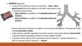  DUŠNICE (bronchi)
• u razini Th12 dušnik se račva na 2 dušnice – lijevi i desni
glavni bronh (bronchus dexter et sinister), koji potom ulaze
u istostrano pludno krilo
• lijeva dušnica se podijeli na 2 režanjske (lobarne)
dušnice
• desna dušnica se podjeli na 3 režanjske (lobarne)
dušnice

• lobarne (primarne) dušnice se dijele na sve manje (sekundarne  tercijarne) i tako
nastaje bronhalno stablo
• velike dušnice također izgrađuju hrskavični prsteni, dok manje dušnice (bronchioli)
umjesto hrskavice izgrađuje elastično vezivo i glatko mišičje
• u pludnom tkivu dišni putovi završavaju malim vodovima – ductuli alveolares, u
koje se otvaraju pludni mjehuridi – alveole

 