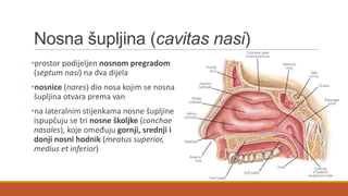 Nosna šupljina (cavitas nasi)
•prostor podijeljen nosnom pregradom
(septum nasi) na dva dijela
•nosnice (nares) dio nosa kojim se nosna
šupljina otvara prema van

•na lateralnim stijenkama nosne šupljine
ispupčuju se tri nosne školjke (conchae
nasales), koje omeđuju gornji, srednji i
donji nosni hodnik (meatus superior,
medius et inferior)

 