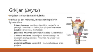 Grkljan (larynx)
•smješten između ždrijela i dušnika
•oblikuje ga pet hrskavica, međusobno spojenih
ligamentima:
◦
◦
◦
◦

štitasta hrskavica (cartilago thyroidea) – najveda, na
prednjoj strani vrata u sredini, ispupčuje se u adamovu
jabučicu (izraženija u muškaraca)
prstenasta hrskavica (cartilago cricoidea) –ispod štitaste
2 vrčolike hrskavice (cartilagines arytenoideae) – na
stražnjem dijelu prstenaste hrskavice, na njih se vežu
glasničke sveze
grkljanski poklopac (epiglottis) – zasebna hrskavica iznad
grkljana

 