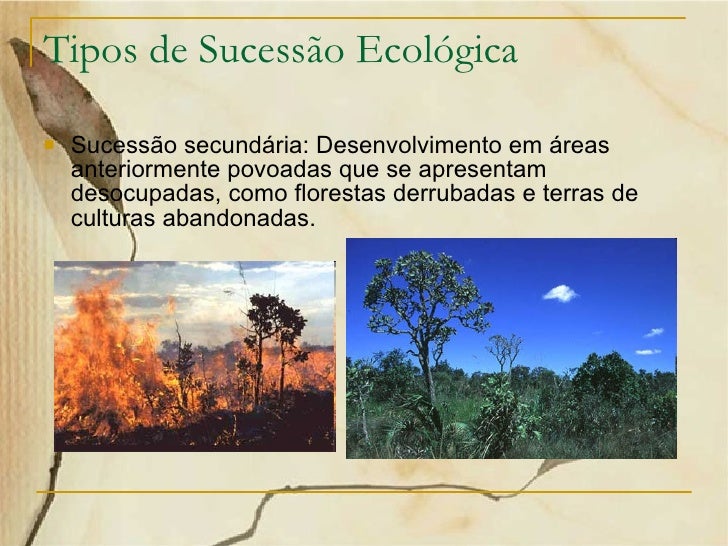 Uma Diferença Entre Sucessão Primária E Sucessão Secundária é