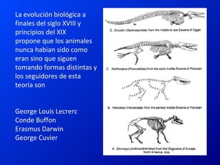 La evolución biológica a finales del siglo XVIII y principios del XIX propone que los animales nunca habian sido como eran sino que siguen tomando formas distintas y los seguidores de esta teoría son  George Louis Lecrerc Conde Buffon Erasmus Darwin  George Cuvier 