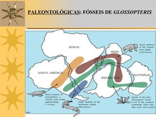 PALEONTOLÓGICAS : FÓSSEIS DE  GLOSSOPTERIS 