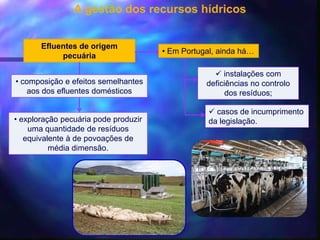 A gestão dos recursos hídricos
Efluentes de origem
pecuária
• composição e efeitos semelhantes
aos dos efluentes domésticos
• exploração pecuária pode produzir
uma quantidade de resíduos
equivalente à de povoações de
média dimensão.
• Em Portugal, ainda há…
 instalações com
deficiências no controlo
dos resíduos;
 casos de incumprimento
da legislação.
 
