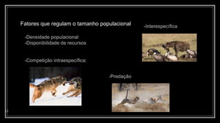 Fatores que regulam o tamanho populacional
12
-Densidade populacional
-Disponibilidade de recursos
-Competição intraespecífica:
-Interespecífica
-Predação
 