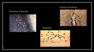 13
--Parasitas e doenças
-Migração
-Fatores climáticos
 