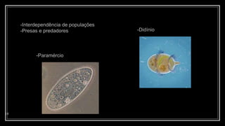 14
-Didínio
-Paramércio
-Interdependência de populações
-Presas e predadores
 