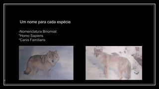 Um nome para cada espécie
4
-Nomenclatura Binomial:
*Homo Sapiens
*Canis Famíliaris
 