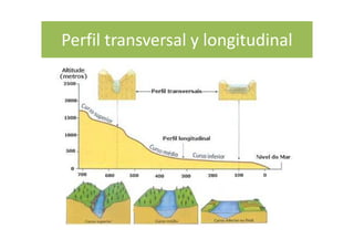 Perfil transversal y longitudinal
 