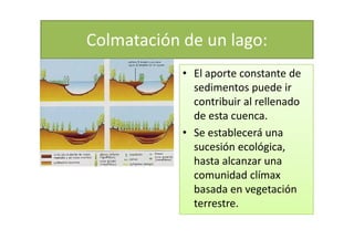 Colmatación de un lago:
            • El aporte constante de
              sedimentos puede ir
              contribuir al rellenado
              de esta cuenca.
            • Se establecerá una
              sucesión ecológica,
              hasta alcanzar una
              comunidad clímax
              basada en vegetación
              terrestre.
 