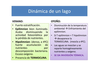 Dinámica de un lago
VERANO:                           OTOÑO:
• Fuerte estratificación.         • Disminución de la temperatura
• Epilimnion bien iluminado.        ambiental Enfriamiento del
  Acaba disminuyendo la             epilimnion.
  actividad fotosintética por     • Si T epilimnion = T hipolimnion
  la pérdida de nutrientes.             desaparece la
• Hipolimnion: (denso, a 4ºC)       TERMOCLINA. (mezcla a 4ºC).
  fuerte acumulación de           • Las aguas se mezclan y se
  nutrientes                por     reparte homogéneamente
  descomposición bacteriana.        nutrientes y oxígeno.
  Escaso oxígeno.                 • SE DA INVERSIÓN TÉRMICA.
• Presencia de TERMOCLINA.
 