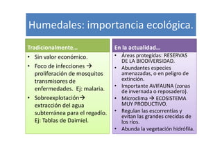 Humedales: importancia ecológica.
Tradicionalmente…                En la actualidad…
• Sin valor económico.           • Áreas protegidas: RESERVAS
                                   DE LA BIODIVERSIDAD.
• Foco de infecciones            • Abundantes especies
  proliferación de mosquitos       amenazadas, o en peligro de
  transmisores de                  extinción.
                                 • Importante AVIFAUNA (zonas
  enfermedades. Ej: malaria.       de invernada o reposadero).
• Sobreexplotación               • Microclima ECOSISTEMA
  extracción del agua              MUY PRODUCTIVO.
  subterránea para el regadío.   • Regulan las escorrentías y
                                   evitan las grandes crecidas de
  Ej: Tablas de Daimiel.           los ríos.
                                 • Abunda la vegetación hidrófila.
 