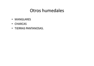 Otros humedales
• MANGLARES
• CHARCAS
• TIERRAS PANTANOSAS.
 