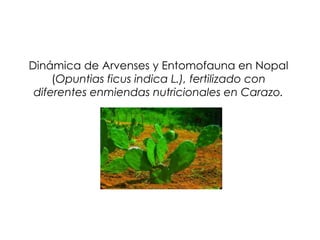 Dinámica de Arvenses y Entomofauna en Nopal ( Opuntias ficus indica L.), fertilizado con diferentes enmiendas nutricionales en Carazo. 