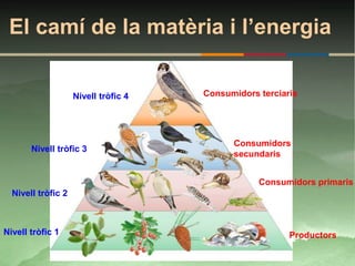 El camí de la matèria i l’energia


                    Nivell tròfic 4   Consumidors terciaris




                                            Consumidors
       Nivell tròfic 3
                                            secundaris


                                                  Consumidors primaris
  Nivell tròfic 2



Nivell tròfic 1                                          Productors
 