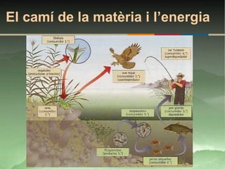 El camí de la matèria i l’energia
 