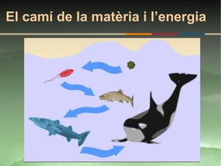 El camí de la matèria i l’energia
 