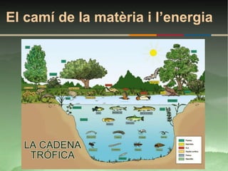 El camí de la matèria i l’energia
 
