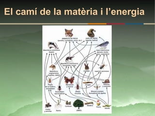 El camí de la matèria i l’energia
 