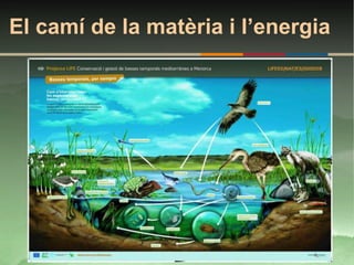 El camí de la matèria i l’energia
 