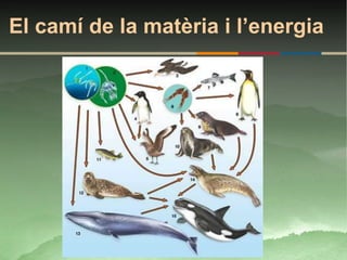El camí de la matèria i l’energia
 