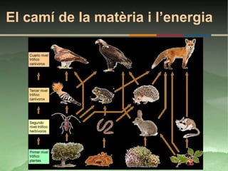 El camí de la matèria i l’energia
 